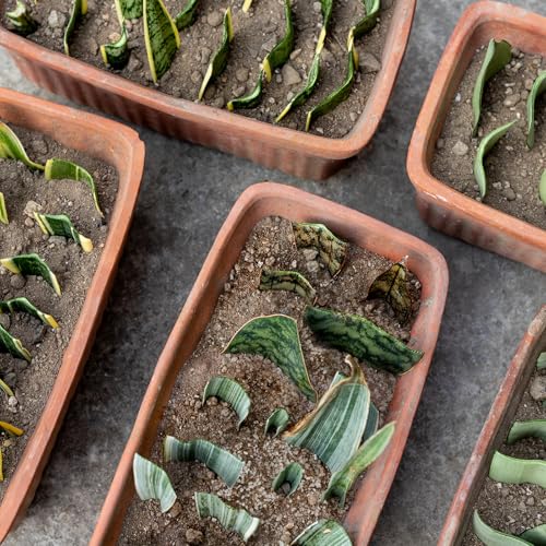 Doter Plant Propagation Potting Mix 2qt, Suitable for Rooting Plant Cuttings, Enhances Rooting by Providing Optimal Aeration and Drainage - size: 2qt