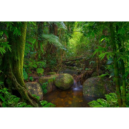Forest Aquarium Background Jungle Rainforest Stream Terrarium Background Lush Green Trees with Moss Fish Tank Background Forest Stream Rock Reptile Habitat Background Poster Vinyl 24x16in - color: Tropical Tree Green, size: 24(W)x16(H)in