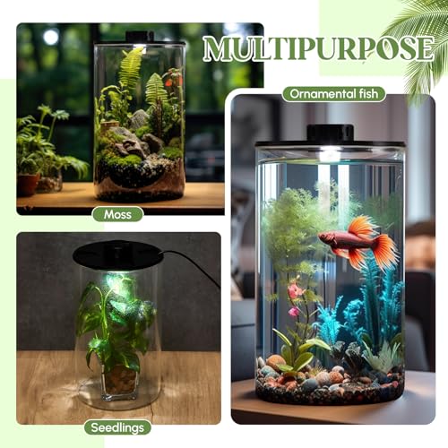 Maxdot Glass Plant Terrarium Kit with LED Grow Light, Desk Terrarium for Venus Fly Trap, Succulents, Moss & Miniature Garden, Borosilicate Glass Desktop Planter for Home Office(9.8 x 5.9 Inch) - size: 9.8 x 5.9 Inch