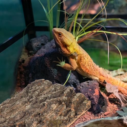 SEWACC 2pcs Cork Terrarium Background 11.8x7.9in Natural Cork Bark Climbing Mat Reptile Tank Background Board Habitat Decoration for Gecko Lizard Tortoise Turtle Chameleon Beared Dragon