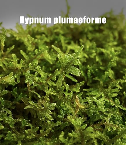 Real Live Hypnum Moss (8"x8") – Natural Sheet Moss for Terrariums, Bonsai, Reptile Habitats & Fairy Gardens – Reusable, Easy to Shape & Revives Quickly with Mist