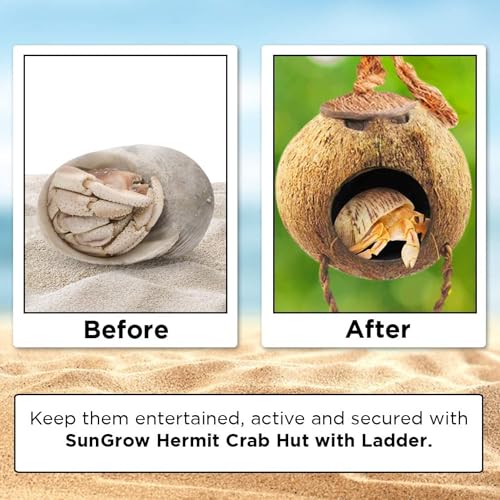 SunGrow Hermit Crab Coco Hut with Ladder, Hamster & Hermit Crab Hideout, Coconut Hide for Reptiles, Crab Cage Climbing Toys, Coconut Shell Mouse House, Habitat Tank Accessories, 5"