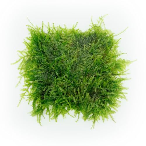 SubstrateSource Live Plants - Weeping Moss (Vesicularia ferriei) - Low to Medium Light, Bright Green Accent Freshwater Aquatic Moss, Foreground Placement for Aquascaping - Stainless Steel, 1 Pack - color: Weeping - Stainless Steel, size: 1 Pack