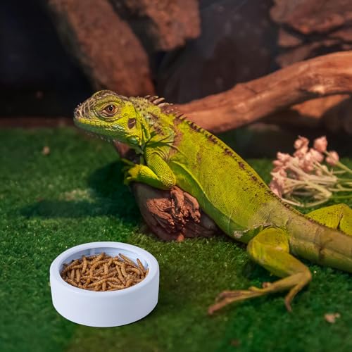 COMSUN 3 Pack Anti-Escape Reptile Food Dish Bowls, Plastic Worm Water Dish, Mealworm Feeder Cups for Small Gecko, Lizards, Bearded Dragon, Chameleon 2.83" W x 2.83" D x 0.98" H, 3 Colors