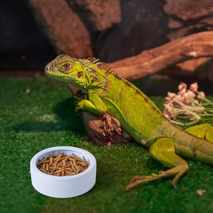 COMSUN 3 Pack Anti-Escape Reptile Food Dish Bowls, Plastic Worm Water Dish, Mealworm Feeder Cups for Small Gecko, Lizards, Bearded Dragon, Chameleon 2.83" W x 2.83" D x 0.98" H, 3 Colors