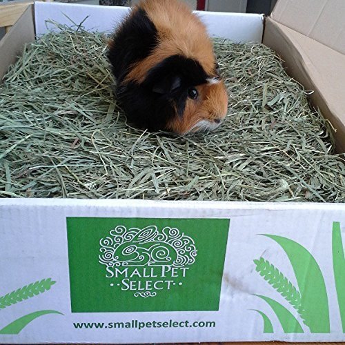 Small Pet Select 3rd Cutting "Super Soft" Timothy Hay Pet Food, 20 Lb. - size: 20 Pound (Pack of 1)