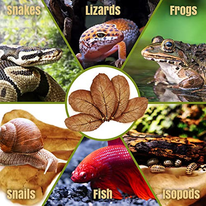 SunGrow Leaf Litter for Snakes, 10 Pcs Medium Indian Almond Catappa Leaves Substrate Maintain Humidity in Corn Snake and Ball Python Terrarium, 4-7 Inches, Reptile Tank Decor Accessories