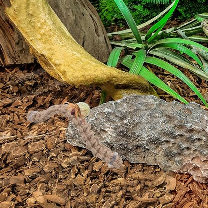 DOITOOL 3pcs Hermit Crab Toys Hermit Crab Climbing Jute Rope Ladder with Hooks Reptile Tank Terrarium Accessories Habitat Decor for Lizards Geckos Snakes