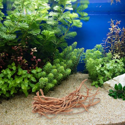 Hemoton Aquarium Driftwood - Natural Wood Driftwood Branches - Fish Tank Habitat - Reptile Climbing Branch for Shrimp Fish Tank Stump Ornament