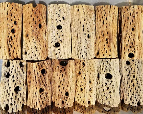 3-48 Inch All Natural Teddy Bear Cholla Wood Extra Hollow Large Untreated Organic Aquarium Driftwood Decoration Chew Toy Shrimp Crab Cichlid Nano Tank Birds 1 or 5 Pieces (1 Piece, 21 inch) - size: 1 Piece, 21 inch