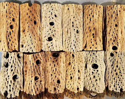 3-48 Inch All Natural Teddy Bear Cholla Wood Extra Hollow Large Untreated Organic Aquarium Driftwood Decoration Chew Toy Shrimp Crab Cichlid Nano Tank Birds 1 or 5 Pieces (1 Piece, 45 inch) - size: 1 Piece, 45 inch