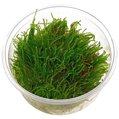 Moss for Aquariums | Live Aquatic Moss (Weeping Moss, 1) - style: Weeping Moss
