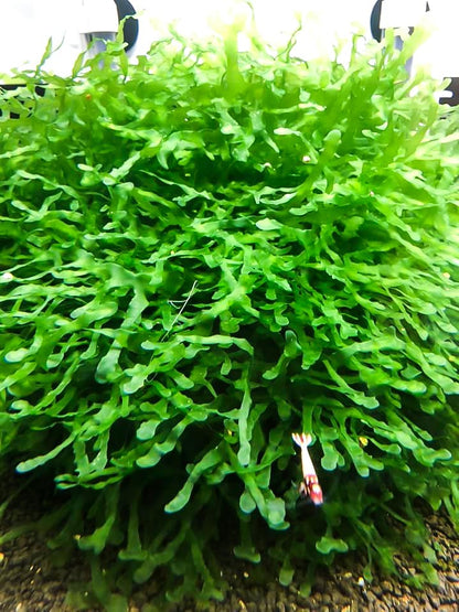 Enchanting Aquatic Moss Collection: Create a Lush Underwater Landscape with Easy-Care Varieties - Perfect for Aquarium Décor and Aquascaping (3 Subwassertang Moss - Golfball Size) - style: 3 Subwassertang Moss - Golfball Size