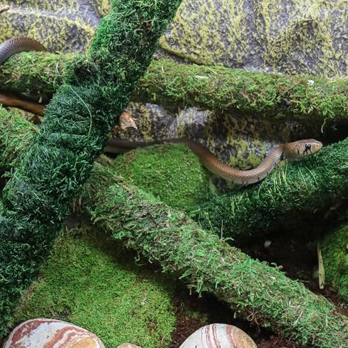 Natural Pack Galapagos 50722205: Mossy Perch Terrarium Ornament, Green 18In