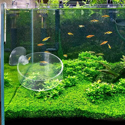 Shrimp Feeder Glass Feeding Dish Aquarium Fish For Tank Reptiles Round Clear Food Bowl With Suction Cups 2.4x0.7 Inch Shrimp Feeding Dish Shrimp Feeding Dish And Tube Shrimp Feeding Dish With Suction