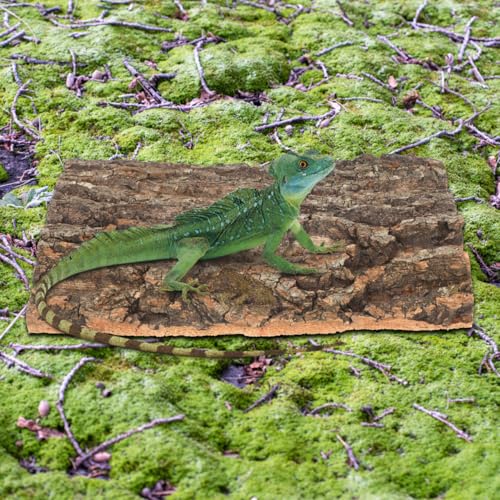 IMIKEYA 2 Pcs Natural Cork Bark Platform, Reptile Climbing and Basking Decor for Lizards, Geckos, Turtles, Spiders, Hamsters and Terrariums