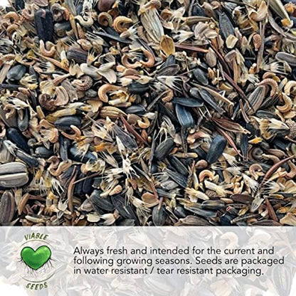 Seed Needs Dandelion Seeds Variety Pack of 3 Non-GMO & Heirloom Herbs