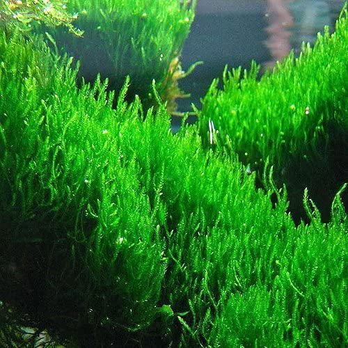 Moss for Aquariums | Live Aquatic Moss (Flame Moss, 1) - style: Flame Moss