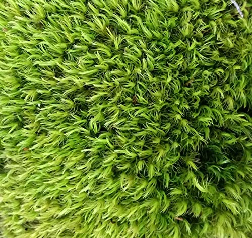 1 Quart of Fresh Organic Terrarium Mood Moss for Terrariums, Fairy Gardens