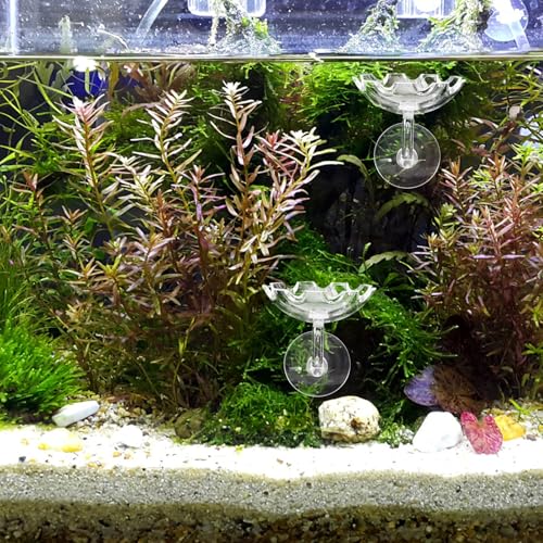 DOITOOL Shrimp Feeding Dish with Suction Cup, Crystal Aquarium Feeder Tray for Tank Feeding, Plastic Reptiles Food Bowl Suitable for Home and Aquarium Use