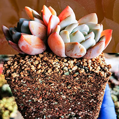 Doter Succulent and Cactus Soil Potting Mix 1.1 LBS, Bonsai Soil Mix Ready to Use, Fast Draining with Added Nutrients - size: 1.1 lbs