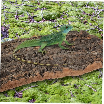 Luxshiny 2 Pcs Natural Cork Bark Aquarium Bark Terrarium Decor for Reptiles and Fish Tanks Climbing and Hiding Spots for Bearded Dragons Lizards Geckos Safe and Easy to Install Wall
