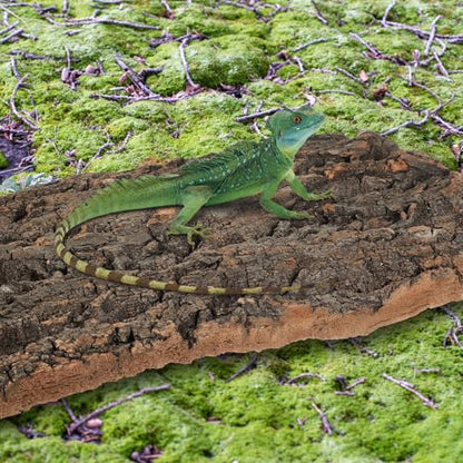 Toddmomy 4pcs Bark Fish Tank Decoration Versatile Terrarium Climbing Bark for Snake and Gecko Habitat Safe Materials for Reptile and Aquarium Setup Trimmable Design for - size: 4pcs