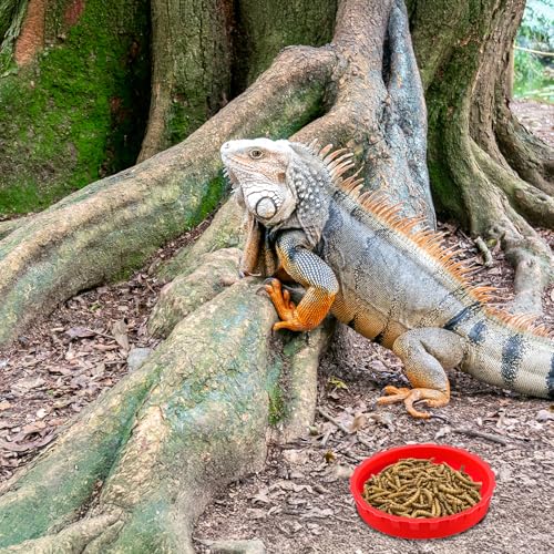 6 Pcs Gecko Feeding Cups,Silicone Geckos Food Cup,Silicone Gecko Feedings Cup,and Water Bowl,Reptile Feeding Cups for Geckos,Isopods,Lizards,Tarantula,Small Pets,Easy Clean & 6 Colors