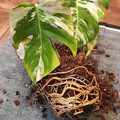 Noot Indoor Coconut Chips Husk Bark Potting Mix Coco Coir Brick. Avoid Root Rot with Fast Draining Soil. Houseplant, Monstera, Fiddle Leaf Fig, Orchid. Hydrate in Bag for ~ 2 Gal. - size: Husky Mix