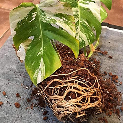 Noot Indoor Coconut Chips Husk Bark Potting Mix Coco Coir Brick. Avoid Root Rot with Fast Draining Soil. Houseplant, Monstera, Fiddle Leaf Fig, Orchid. Hydrate in Bag for ~ 2 Gal. - size: Husky Mix