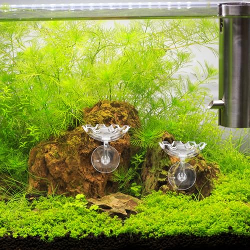DOITOOL Shrimp Feeding Dish with Suction Cup, Crystal Aquarium Feeder Tray for Tank Feeding, Plastic Reptiles Food Bowl Suitable for Home and Aquarium Use