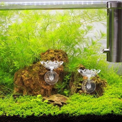 DOITOOL Shrimp Feeding Dish with Suction Cup, Crystal Aquarium Feeder Tray for Tank Feeding, Plastic Reptiles Food Bowl Suitable for Home and Aquarium Use