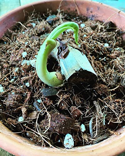 Noot Rooting Rescue Mix - 1 Quart - Coconut Chips Fibers Coco Coir Coarse Perlite - Root Rot Treatment - Rapid Roots for Propagation - Pre-Soaked & Ready to Use - size: Noot Rooting Rescue Mix