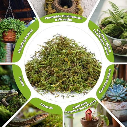 Sphagnum Moss for Reptiles - 5.5 OZ Reptile Peat Moss Terrarium Bedding Reptiles Lizard Substrate for Reptile Tank, Snake, Leopard Gecko, Ball Python, Crested Gecko, Turtle, Frog, Hamster