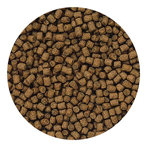 Hikari Lionhead Sinking Mini Pellets, 3.5 ounces - size: 3.5 Ounce (Pack of 1)