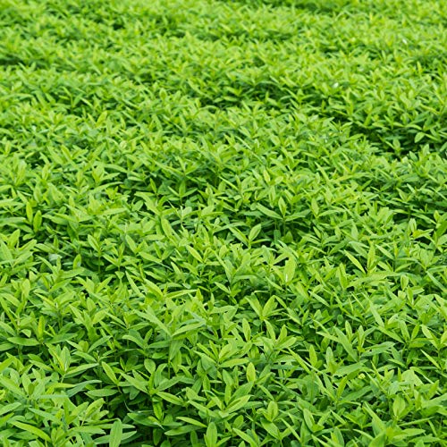 Mountain Valley Seed Co No-Till Farm and Garden Cover Crop Mix Seeds | 25 Lbs Bulk - Blend of Gardening Cover Crop Seeds: Hairy Vetch, Daikon Radish, Forage Collards, Triticale, More - size: 25 lbs