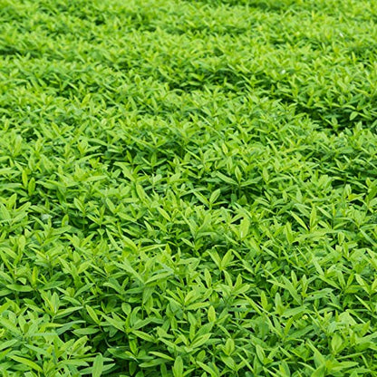Mountain Valley Seed Co No-Till Farm and Garden Cover Crop Mix Seeds | 25 Lbs Bulk - Blend of Gardening Cover Crop Seeds: Hairy Vetch, Daikon Radish, Forage Collards, Triticale, More - size: 25 lbs