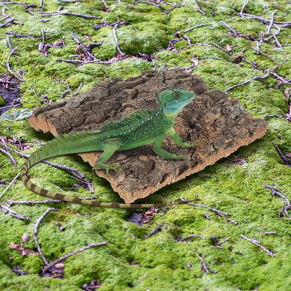 Mipcase Cork Bark Fish Tank Decoration 4 Pieces Terrarium Background for Reptile and Aquarium Suction Cup Compatible Natural Climbing Habitat for Bearded Dragon Gecko Frog