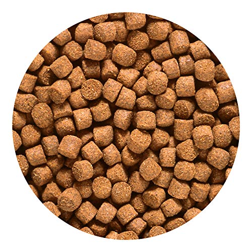 Hikari 12-Ounce Sinking Cichlid Gold Pellets for Pets, Medium - color: Gold, size: 12 Ounce (Pack of 1)