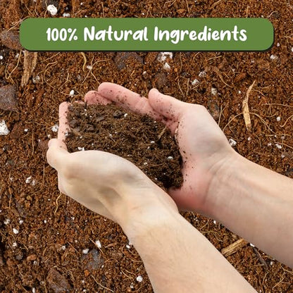 Soil Sunrise Aroid Plant Potting Soil Mix (8 Quarts) for Pothos Devil's Ivy, ZZ Plant, Chinese Evergreen, Dumb Cane Philodendron, Syngonium, Alocasia, Colocasia Etc.
