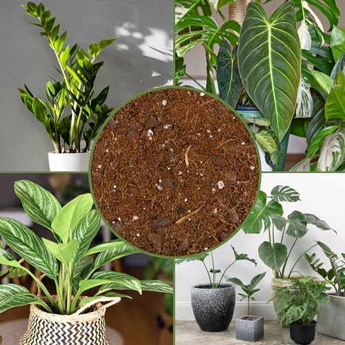 Soil Sunrise Aroid Plant Potting Soil Mix (8 Quarts) for Pothos Devil's Ivy, ZZ Plant, Chinese Evergreen, Dumb Cane Philodendron, Syngonium, Alocasia, Colocasia Etc.