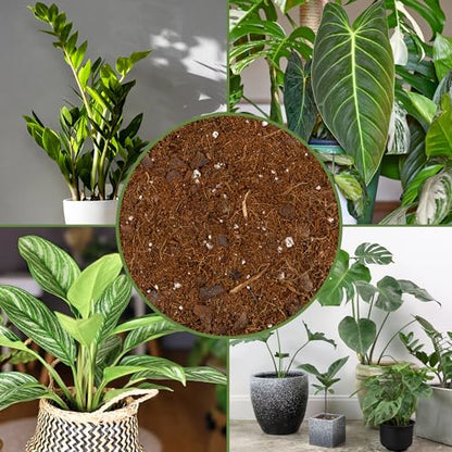 Soil Sunrise Aroid Plant Potting Soil Mix (8 Quarts) for Pothos Devil's Ivy, ZZ Plant, Chinese Evergreen, Dumb Cane Philodendron, Syngonium, Alocasia, Colocasia Etc.