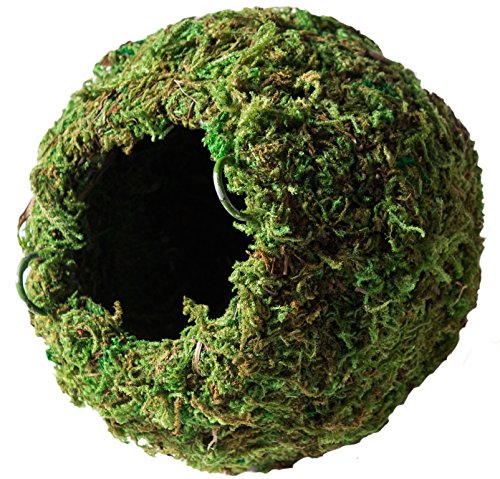 Galápagos (05348) Mossy Cave Hide, 6", Green Sphagnum - size: 6"