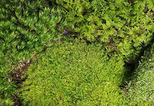 Natural Eastern Maine Moss Assortment for Terrariums, Vivariums, Crafts, Models.