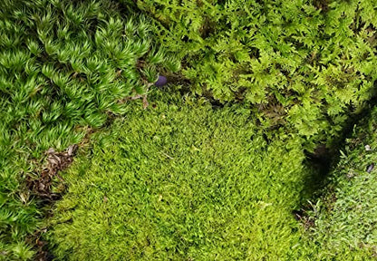 Natural Eastern Maine Moss Assortment for Terrariums, Vivariums, Crafts, Models.