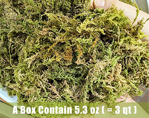 Dried Forest Moss for Plants 5.3oz / 3qt, Green Orchid Sphagnum Moss, Long Fibered Dried Moss for Succulents Garden Flowers Pot and Reptiles - size: 3qt/5.3oz