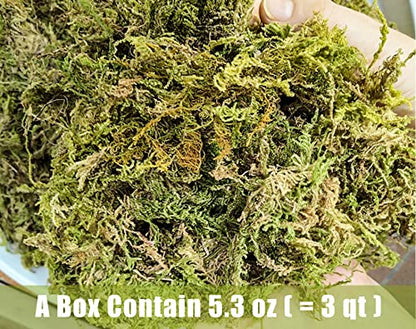 Dried Forest Moss for Plants 5.3oz / 3qt, Green Orchid Sphagnum Moss, Long Fibered Dried Moss for Succulents Garden Flowers Pot and Reptiles - size: 3qt/5.3oz