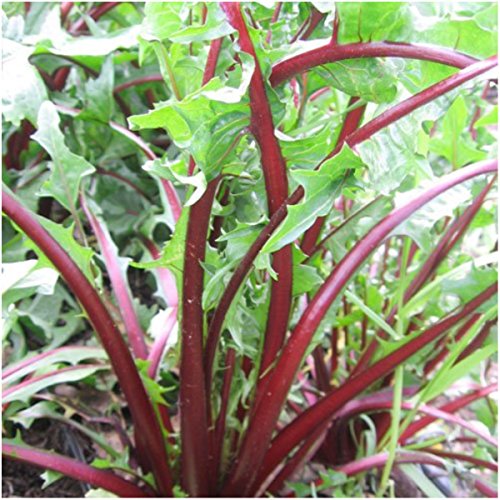 Seed Needs Garnet Stem Dandelion Seeds to Plant Heirloom & Non-GMO 5 Packs - size: 5 Packs, style: Garnet Stem Dandelion