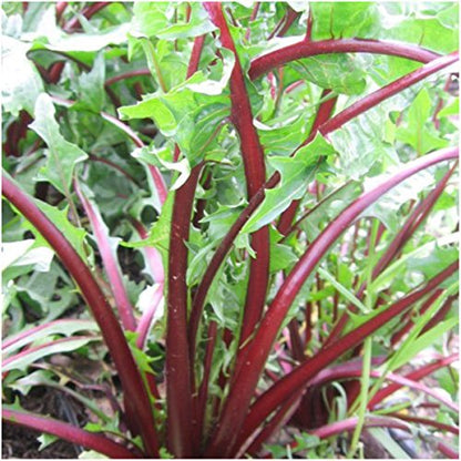 Seed Needs Garnet Stem Dandelion Seeds to Plant Heirloom & Non-GMO 2 Packs - size: 2 Packs, style: Garnet Stem Dandelion