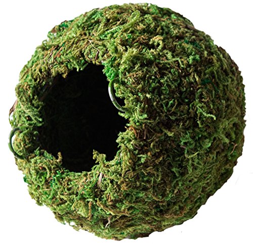 Galápagos (05346) Mossy Cave Hide, 4", Green (Pack of 6) - size: 4" (Pack of 6)